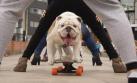Otto: bulldog peruano busca ser el perro deportista del año