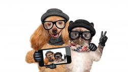 Estos son los perros y gatos más adorables de Instagram