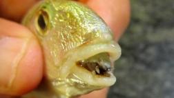 Ocho animales que no sabes que son vampiros