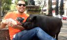 México: La curiosa moda de tener cerdos como mascotas [VIDEO]