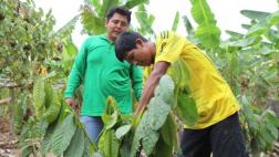 Familias dejaron siembra de coca y lograron más de S/.8 mllns.