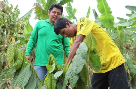 Familias dejaron siembra de coca y lograron más de S/.8 mllns.