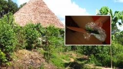 Iquitos: canadiense mató a británico en ceremonia de ayahuasca
