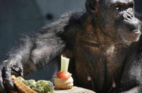 Extinción de grandes animales aceleraría el cambio climático