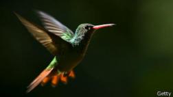 Por qué los colibríes no se recalientan con batir sus alas