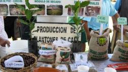 La selva pendiente, por Nora Sugobono