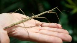 Los misteriosos animales que escogen no aparearse aunque pueden