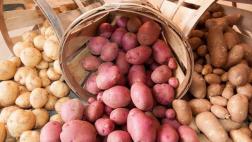 Buscan cultivar papas en condiciones similares a Marte