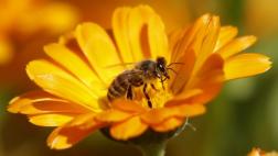 EE.UU.: reeducción del número de abejas amenaza cultivos