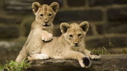 León africano es considerado especie en peligro de extinción