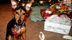 Regalar mascotas por Navidad ¿Buena idea?
