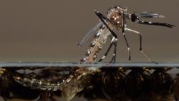 Brasil aprueba el uso de la primera vacuna contra el dengue