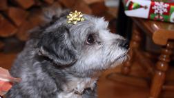 Qué hacer si el regalo vino con 4 patas