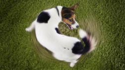 ¿Tú perro se persigue la cola? Conoce qué hay detrás