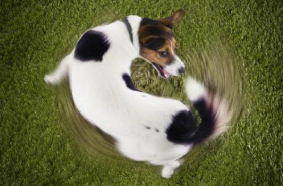 ¿Tú perro se persigue la cola? Conoce qué hay detrás