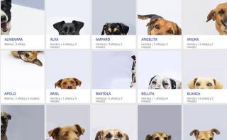 Decenas de perros piden un alto al fuego