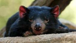 Hallan nuevo tipo de cáncer que amenaza a demonios de Tasmania