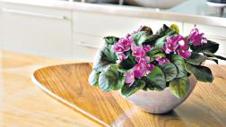 Plantas en casa: descubre cuáles son ideales para interiores