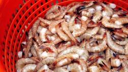 Disponen suspensión de veda de langostino en Tumbes