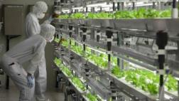 La tecnología que busca mejorar los vegetales que comemos