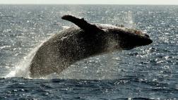 Ballenas jorobadas retrasan su llegada a Hawái