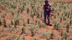 Intensa granizada afectó a 120 hectáreas de cultivo en Huancayo