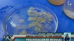 Alertan sobre proliferación de hidromedusas en playas de Lima