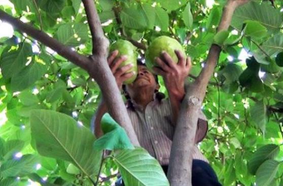 Callahuanca, el paraíso de la producción de chirimoya en Perú