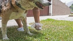 Las heces caninas: responsabilidad de todos