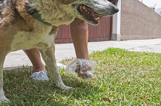 Las heces caninas: responsabilidad de todos