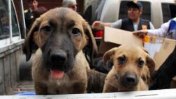 Promulgan ley que envía a la cárcel a maltratadores de animales