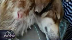 Iquitos: adolescente acuchilla a perro que atacó a su hermana