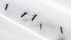 La estéril lucha contra los mosquitos