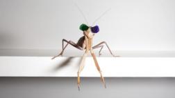 ¿Por qué colocaron lentes 3D a una mantis religiosa?