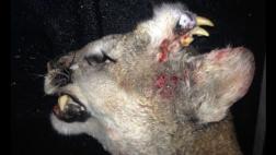 El león que tenía una dentadura completa en la cabeza