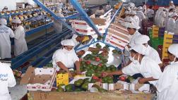 Envíos de mango a Corea del Sur se incrementan 214% a noviembre