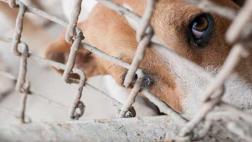 Ley de protección animal causa revuelo