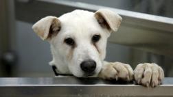 Los perros pueden percibir alegría o enojo de los humanos