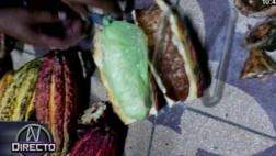 Tingo María: utilizan cacao para camuflar y transportar droga
