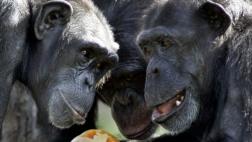 El chimpancé crea lazos de amistad de forma similar al humano