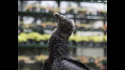 El gallinazo: el símbolo alado de Lima