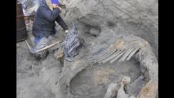 Restos de mamut dan nuevas claves sobre la historia del hombre