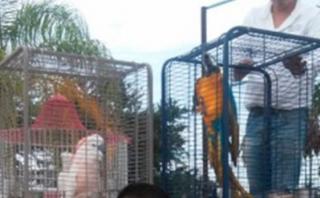 México: Incautan aves exóticas en el rancho de El Chapo Guzmán