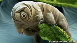 Japón: logran resucitar a un microanimal congelado hace 30 años