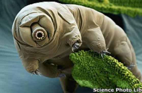 Japón: logran resucitar a un microanimal congelado hace 30 años