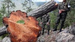 Honduras decreta estado de emergencia por plaga de gorgojos