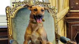 Mauricio Macri luce a su perro adoptado