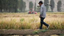 Falta de lluvias en el sur afectaría el mercado de alimentos