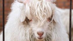 EEUU: Cabras millonarias y otros gastos absurdos en Afganistán