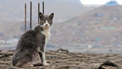 Antes de adoptar un gato, ten esto en cuenta
